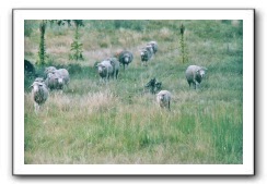 sheep_082004_02